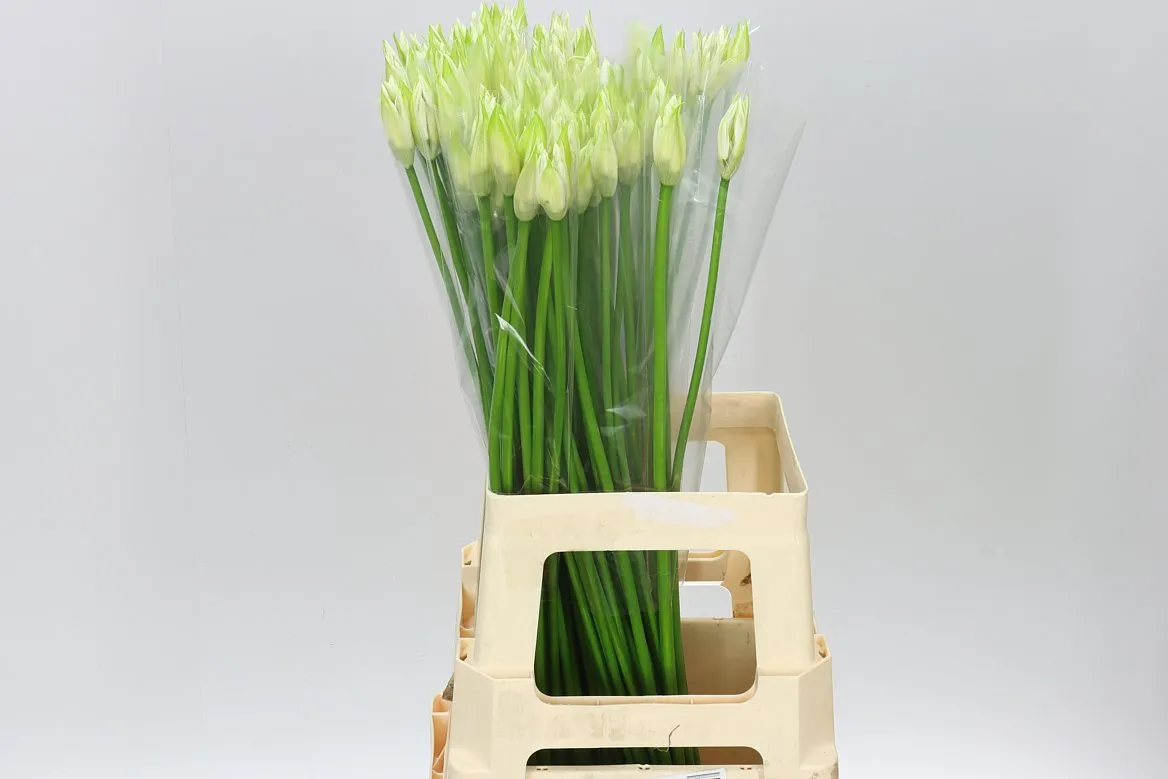 Nerine Bo Bianca Perla • 70 cm