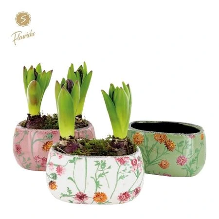 Hyacinth mix 2601 Early Springtime 2pp • črepník 17 cm