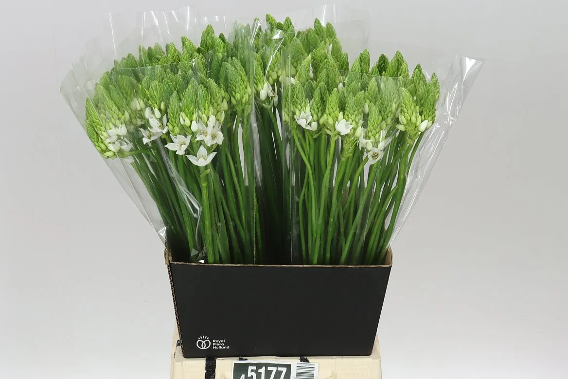 Ornithogalum Thyrsoides • 60 cm
