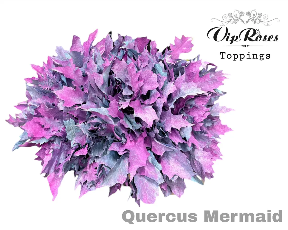 Quercus Mermaid • 60 cm