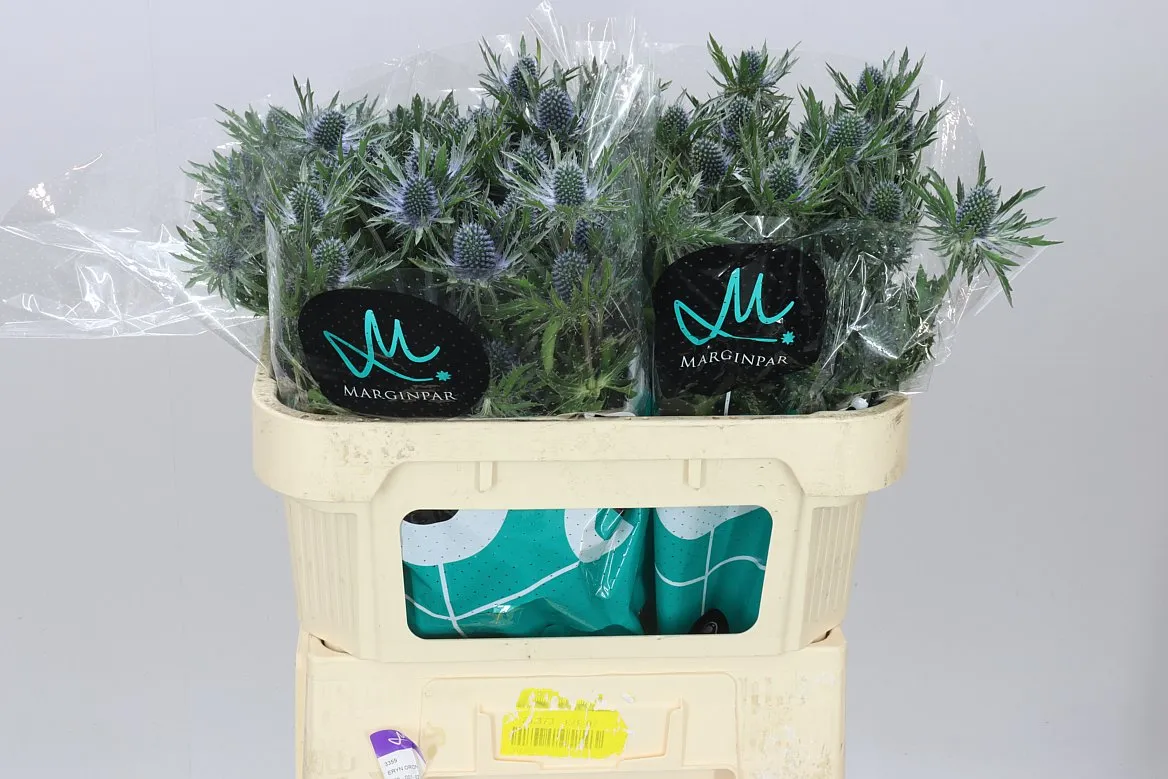 Eryngium Orion • 70 cm