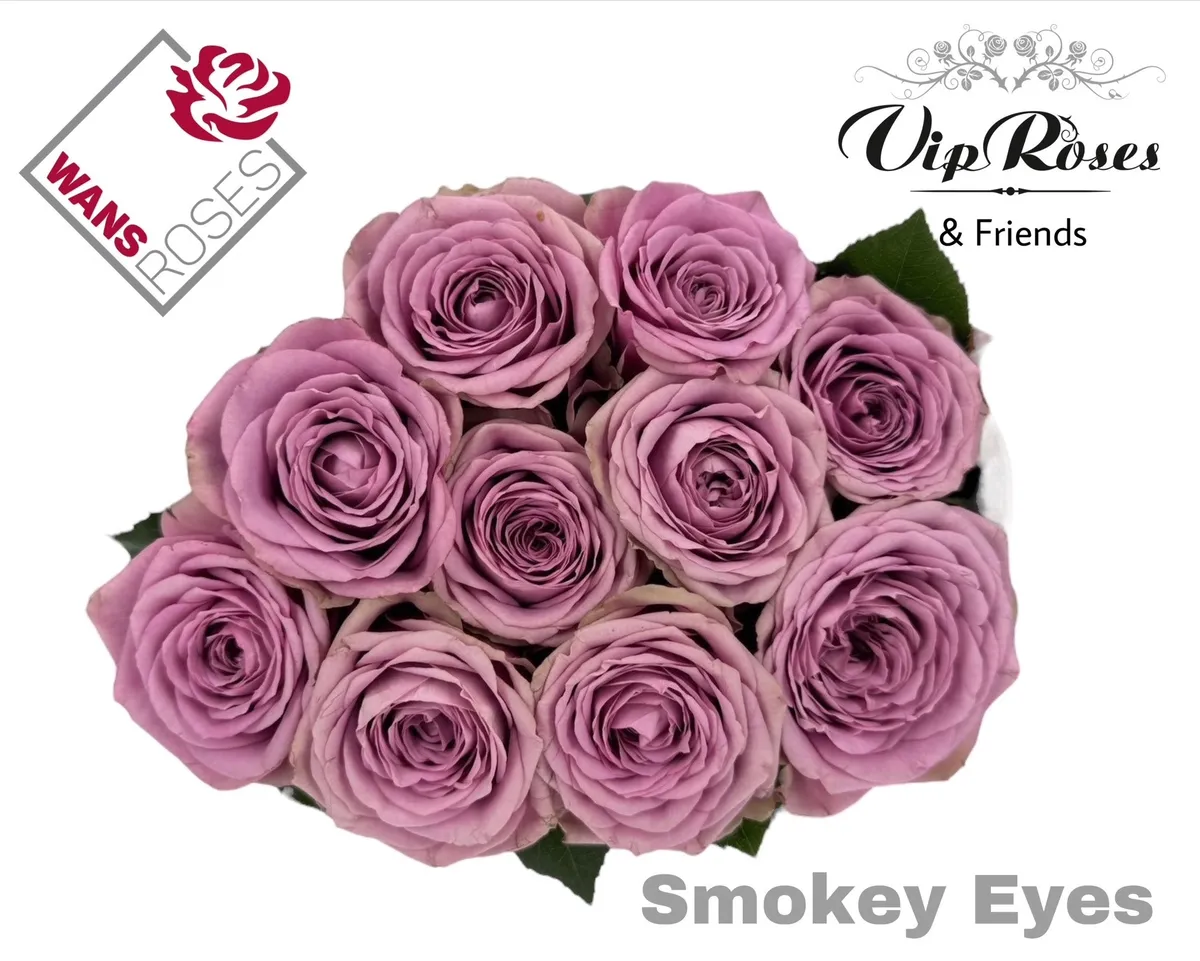 R Gr Smokey Eyes • 60 cm