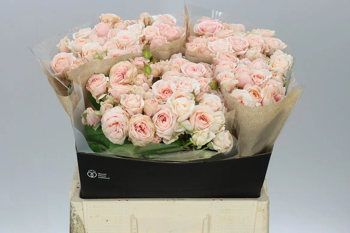 Rosa Tr Loves Me With Fatal Attraction • 60 cm