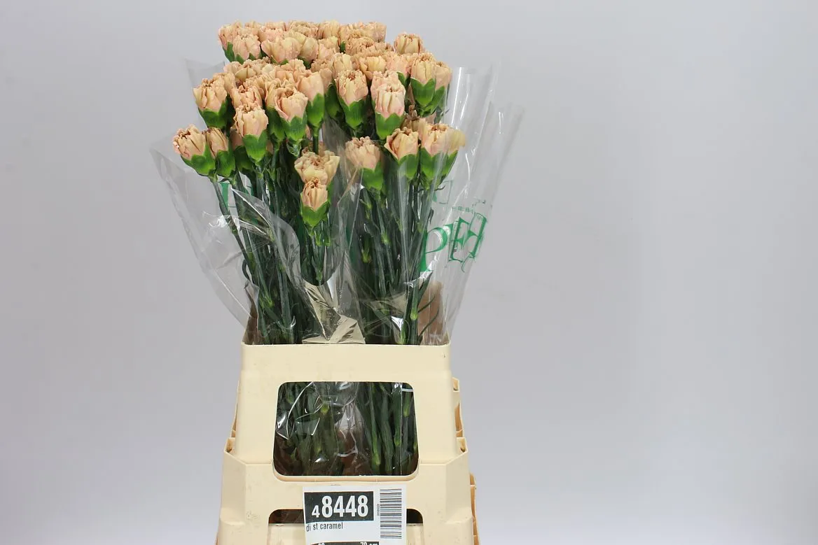 Di St Caramel • 70 cm