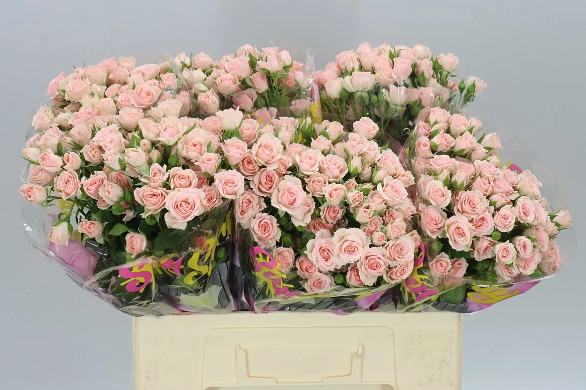 Rosa Tr Lydia • 60 cm