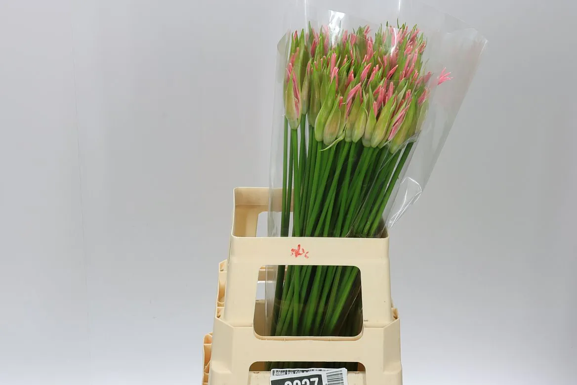 Nerine Bo Stefanie • 65 cm