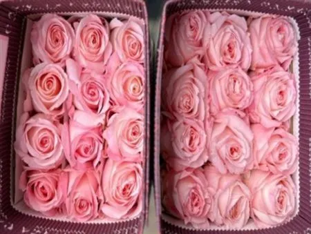 Rosa Gr Ec Mayras Bridal Pink • 50 cm