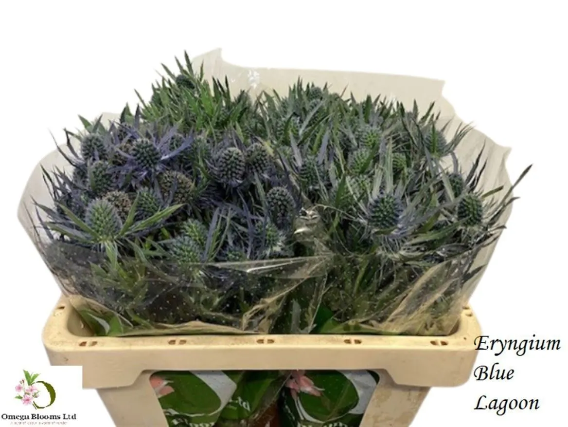 Eryngium Blue Lagoon • 50 cm