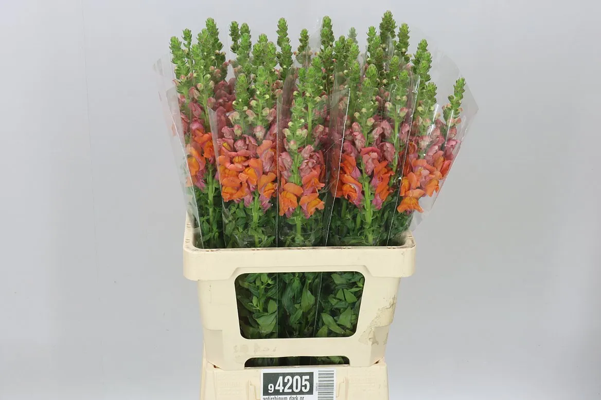 Antirrhinum Dark Orange It • 70 cm