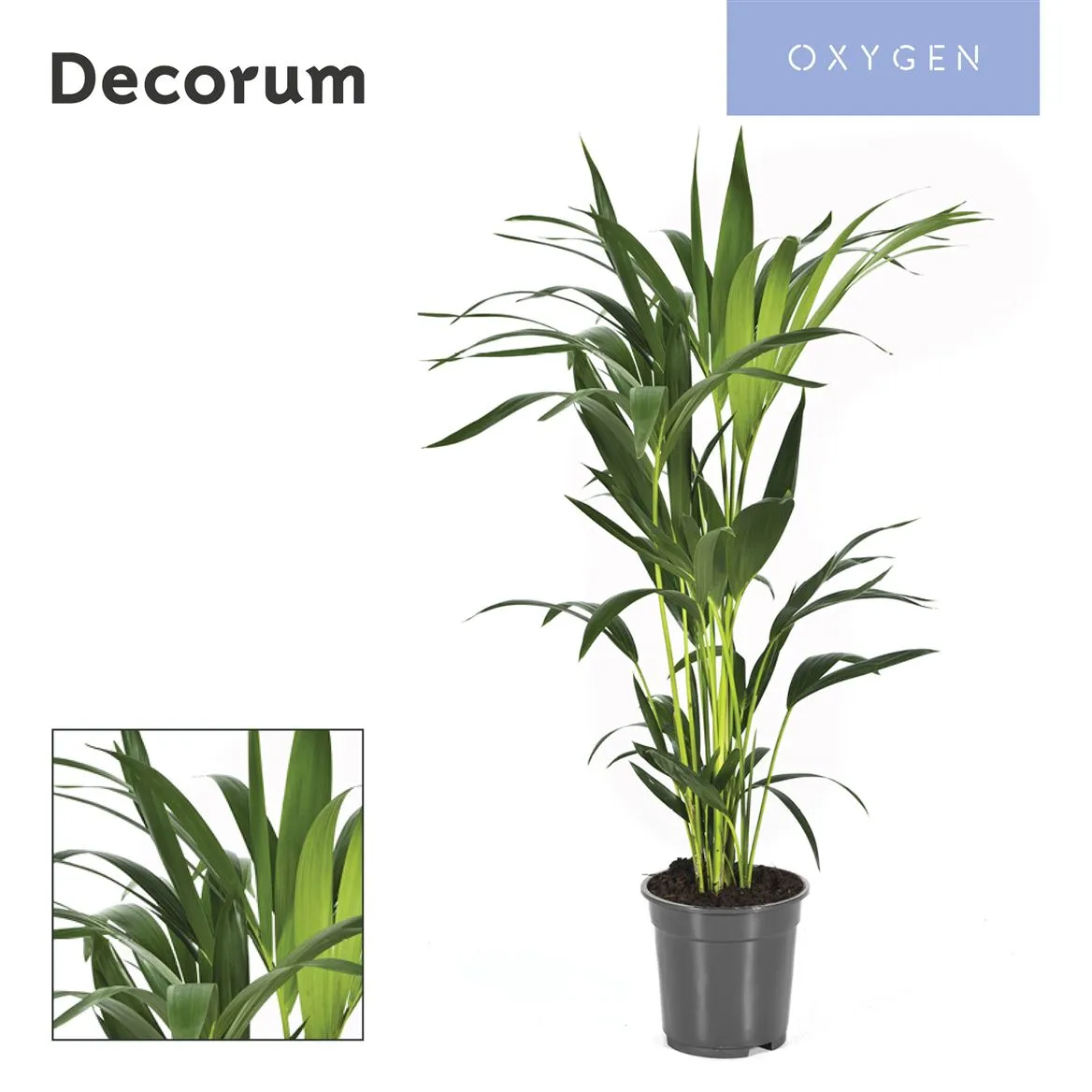 Howea Forsteriana 80cm (kentia) Decorum • črepník 17 cm