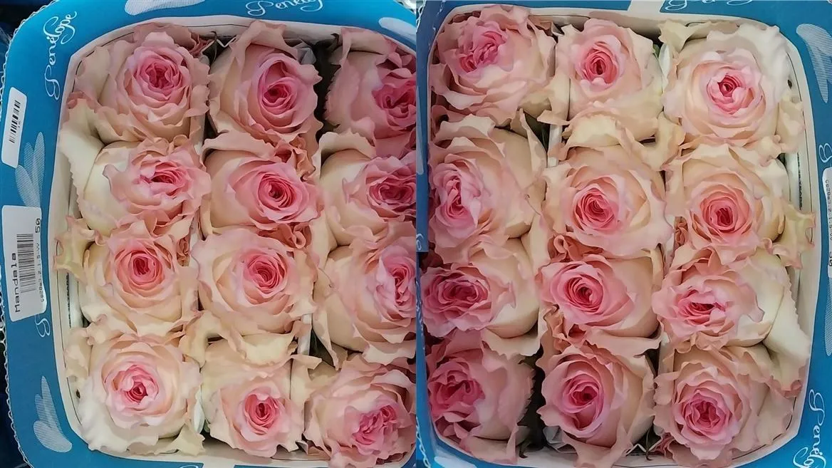 Rosa Gr Ec Mandala • 50 cm
