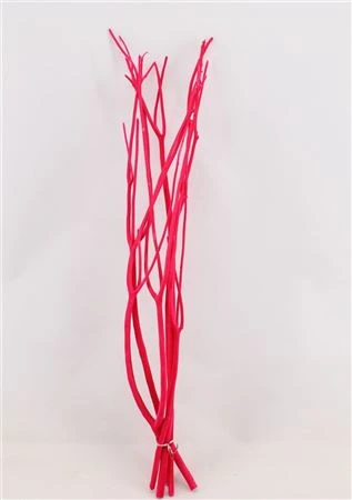 Mitsumata Fuchsia vo zväzku