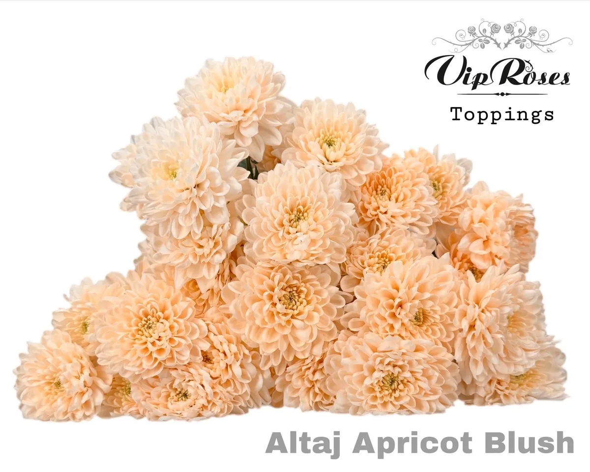 Chryzantéma trsová Altaj Apricot Blush • 70 cm