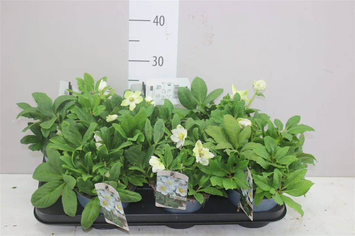 Helleborus Ni Chr Carol • črepník 15 cm