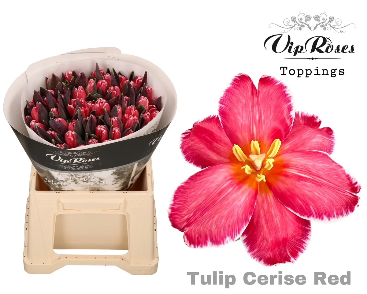 Tulipán jednoduchý A Cerise Red • 40 cm