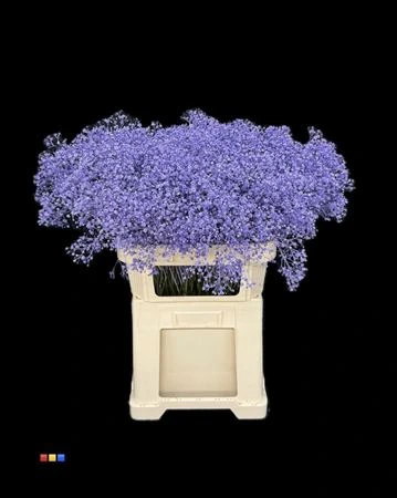 Gypsofila Xlence Milka • 80 cm