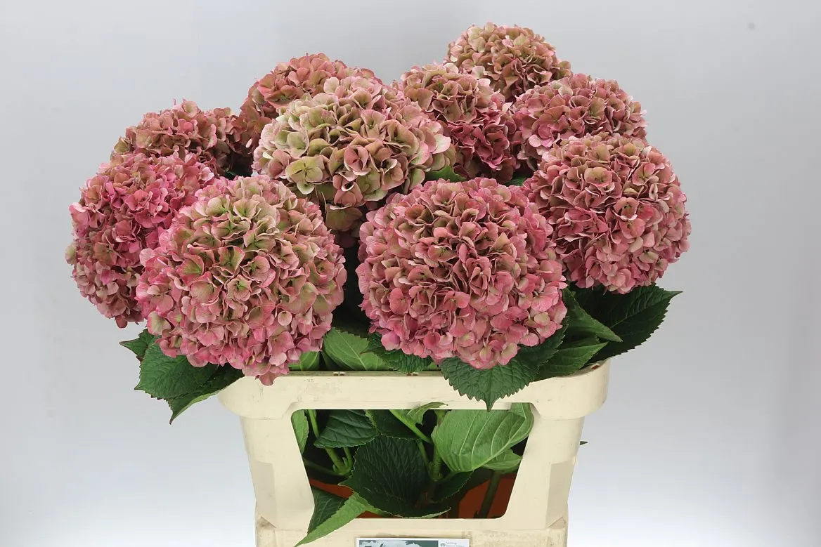 Hydrangea Glowing Alps Classic Pink • 80 cm