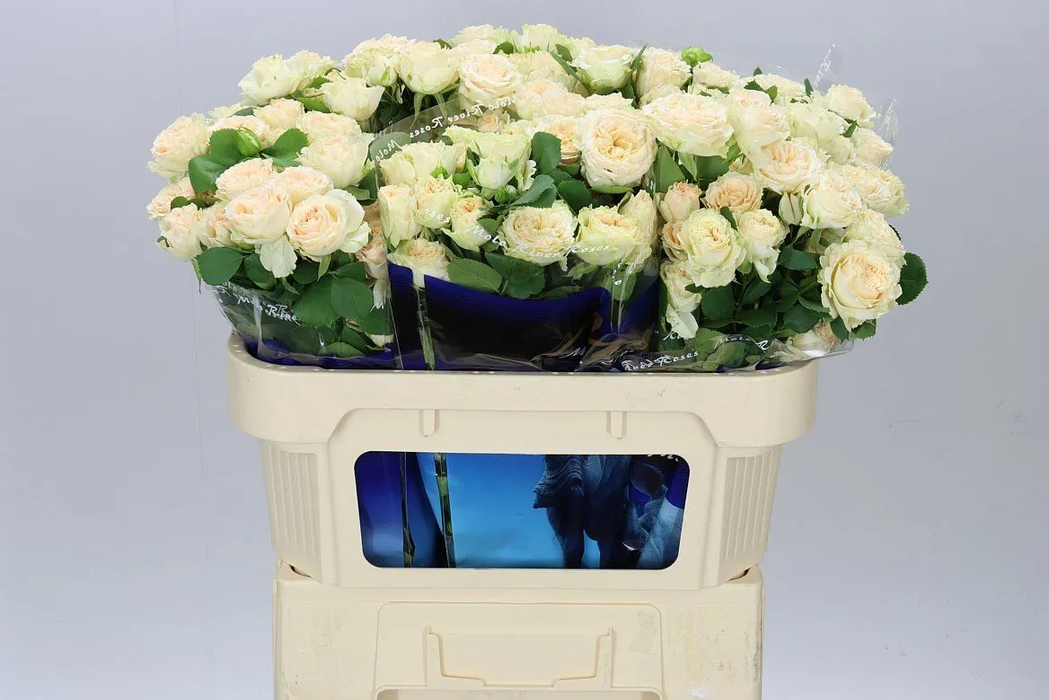 Ruža trsová Summerrose X5 • 70 cm