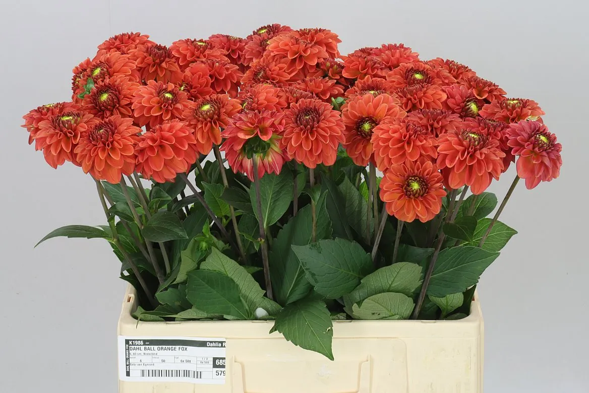 Dahlia Orange Fox Ex • 60 cm