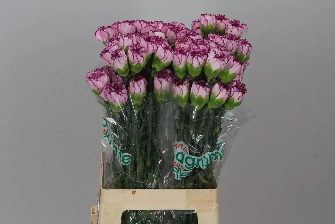 Di St Col. Boheme • 70 cm