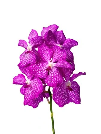 Orchidea Vanda Pink Magic