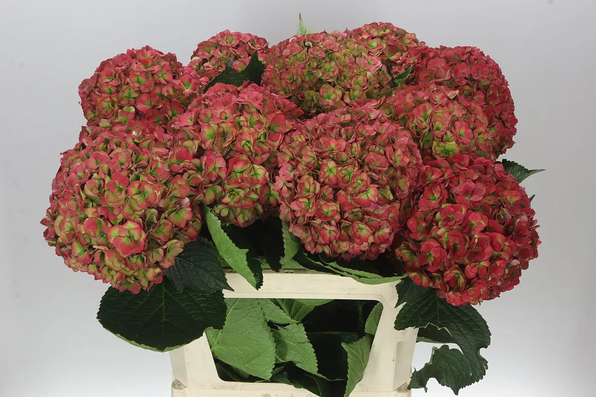 Hydrangea Anastasia Green Red Classic • 80 cm