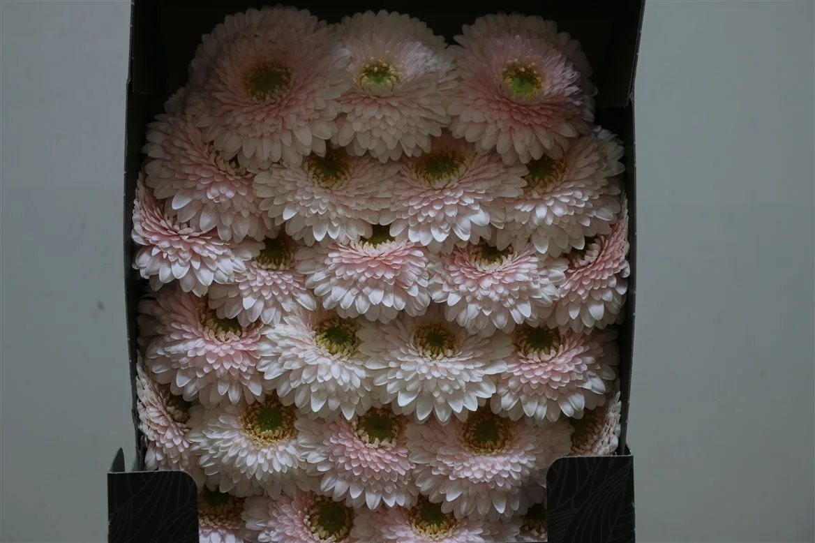 Germ. D Pomponi Golggolf • 55 cm