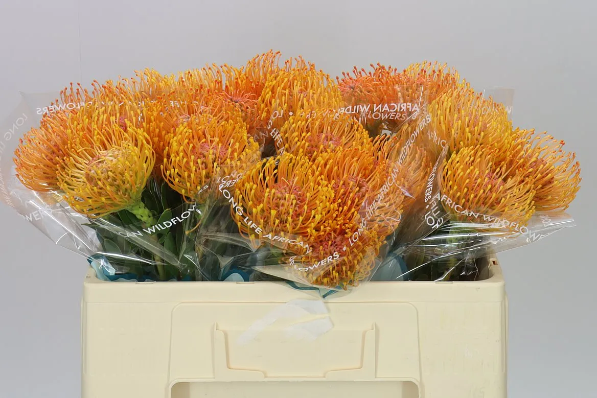 Leucospermum Ayoba Orange • 50 cm