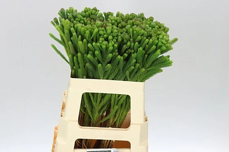 Kaaps Brunia Albiflora • 60 cm
