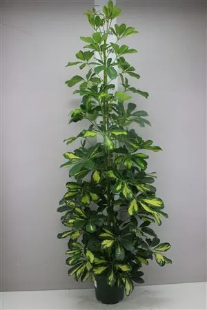 Schefflera Dalton • črepník 21 cm