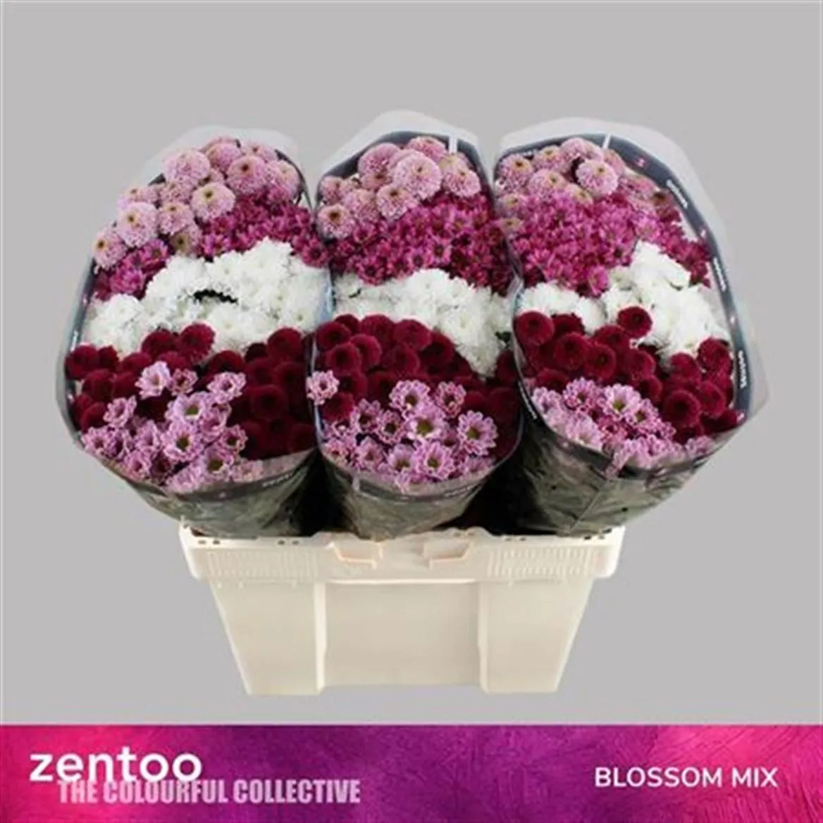 Chryzantéma santini Sweet mix • 55 cm