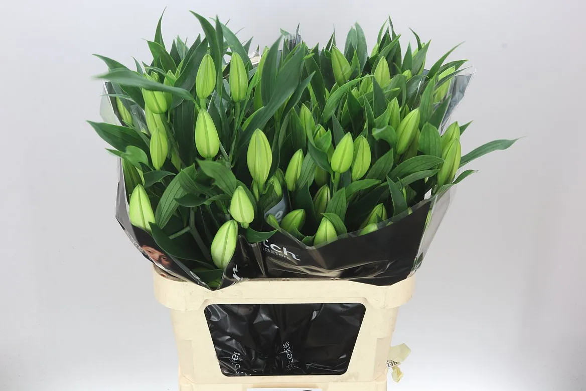 Lil Or Santander • 85 cm