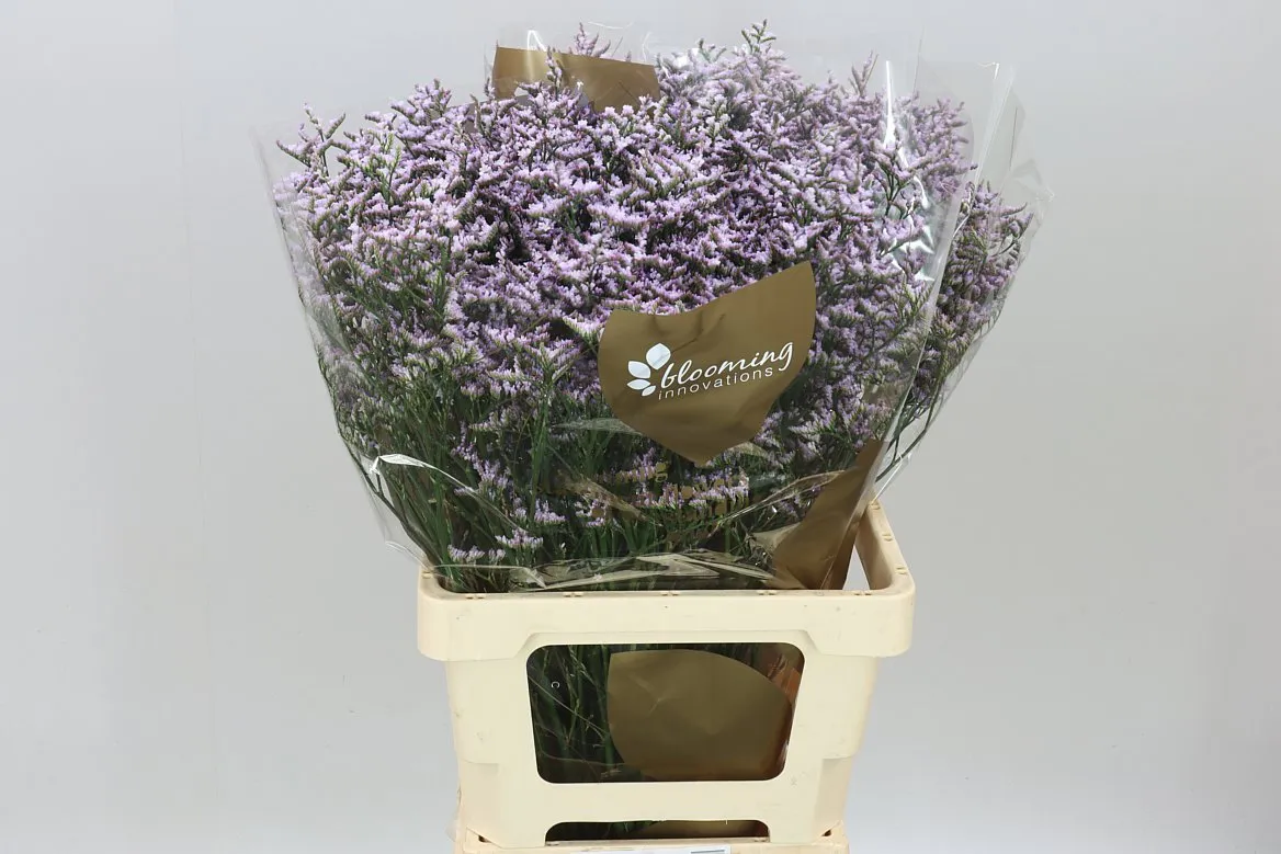 Lim. Saf Lilac • 70 cm