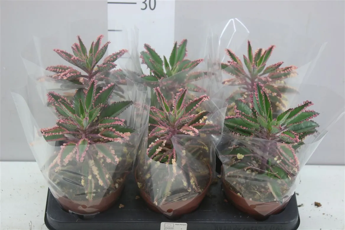 Kalanchoe Pink Special • črepník 10,5 cm