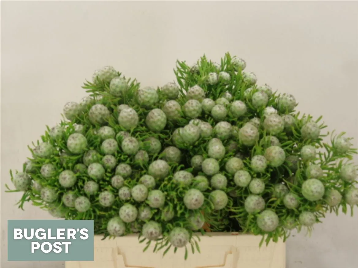 Kaaps Jade Pearl Spray • 40 cm