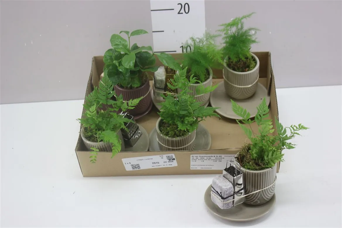 Scents Gift Set Arrangement 91064 • črepník 12,5 cm