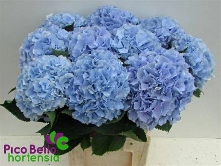 Hortenzia Verena Blue Pale • 80 cm