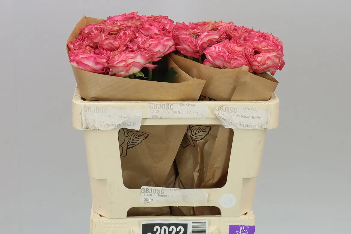 Rosa Gar Lady Somerset • 50 cm