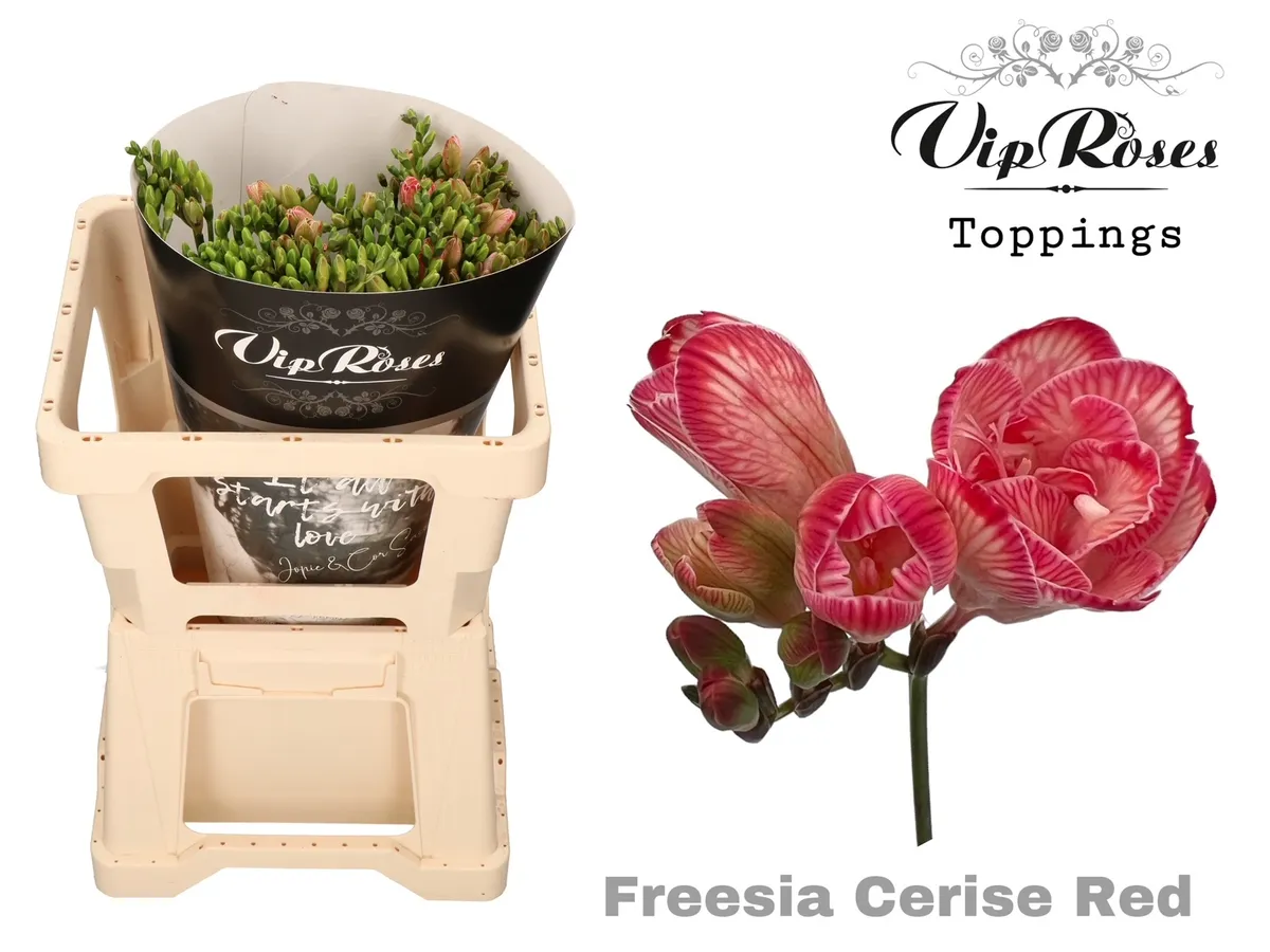 Frézia plnokvetá Cerise Red • 50 cm
