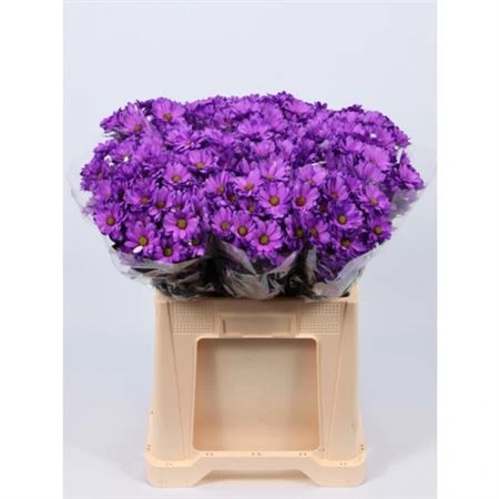 Chryzantéma trsová Chic Milka • 70 cm