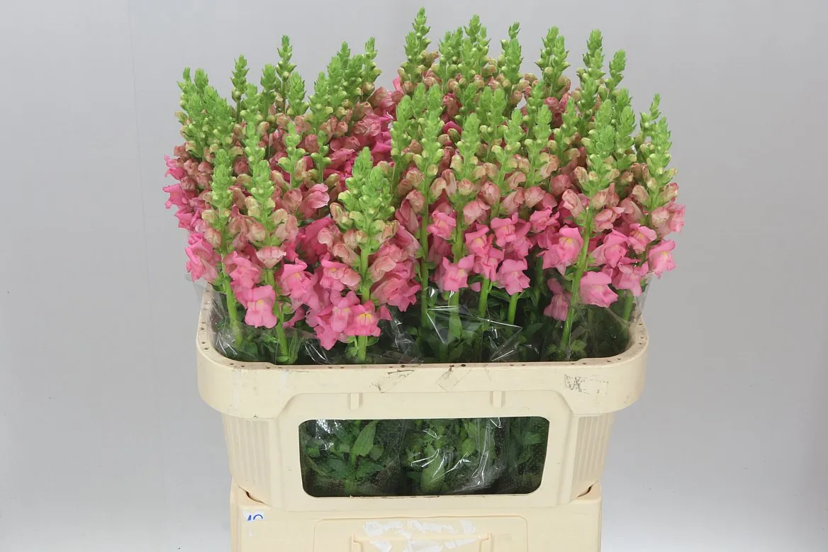 Papuľka Pink • 75 cm