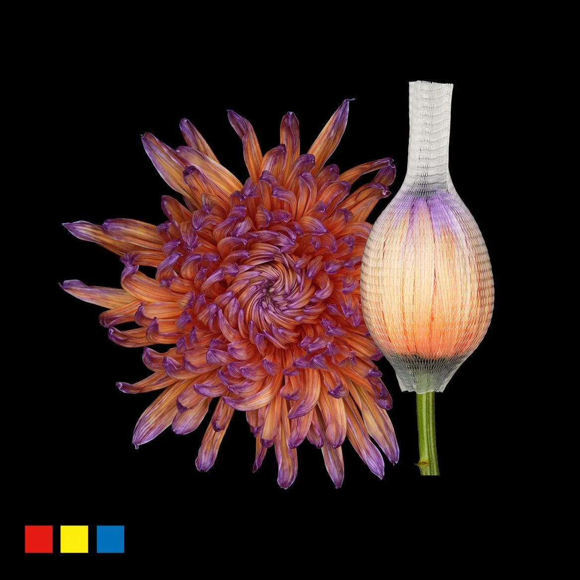 Chryzantéma veľkokvetá Stravina Bonaire • 70 cm