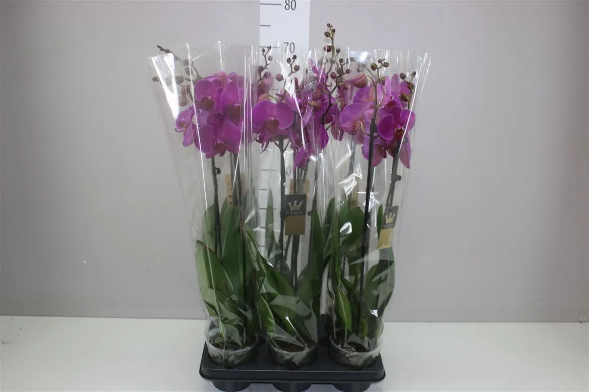 Phal Johannesburg 2 Tak • črepník 12 cm