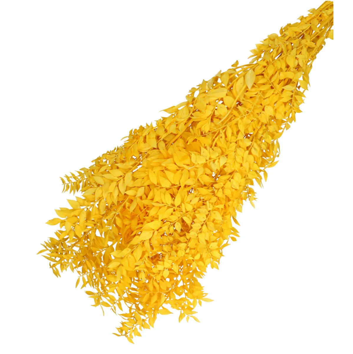 Sušený ruscus žltý 65 cm, 110 g