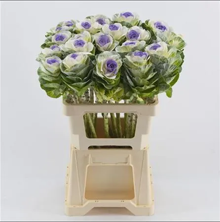 Brassica Painted White Purple Glitter • 60 cm