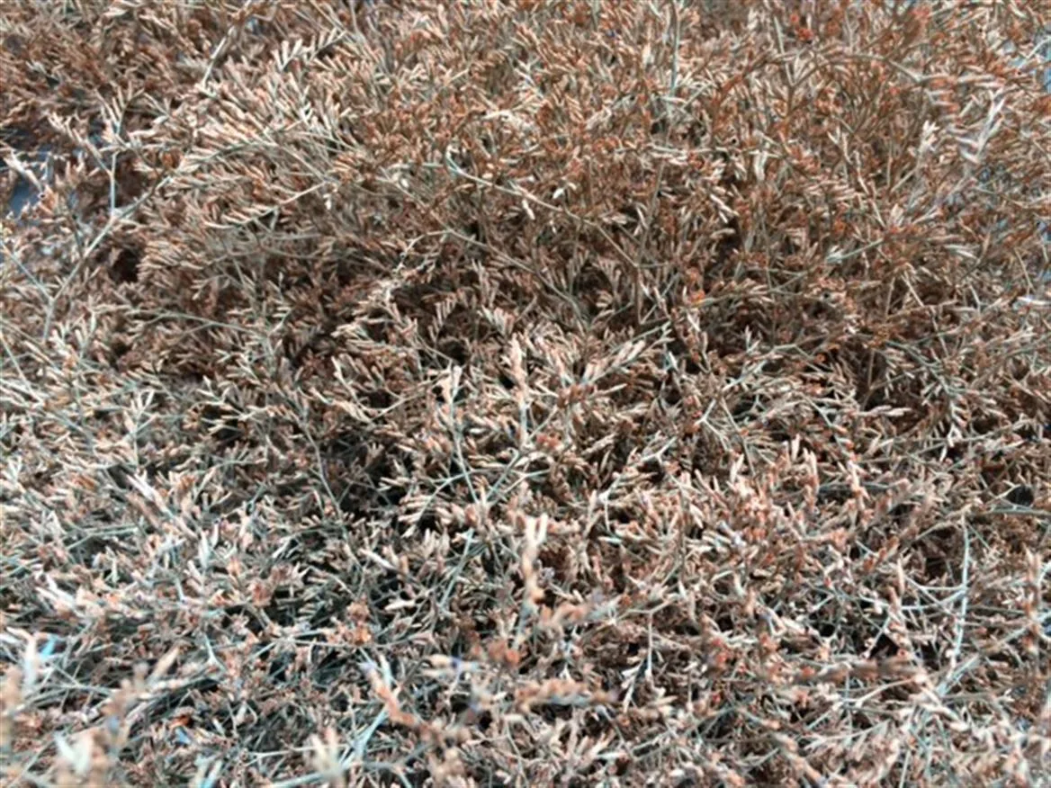 Limónium Beltaard Apricot • 80 cm