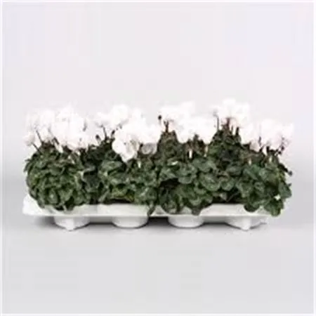 Cyclamen Kl White • črepník 10 cm
