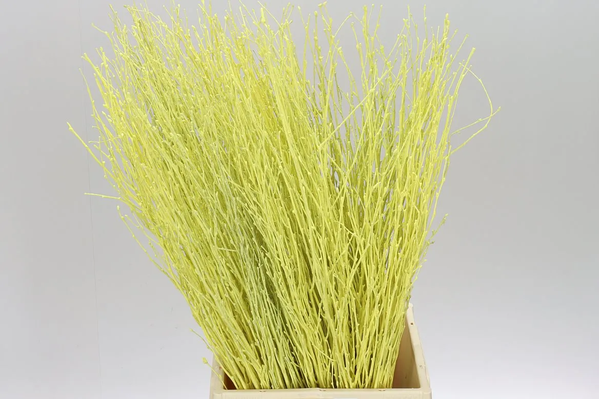 Breza Creme • 70 cm