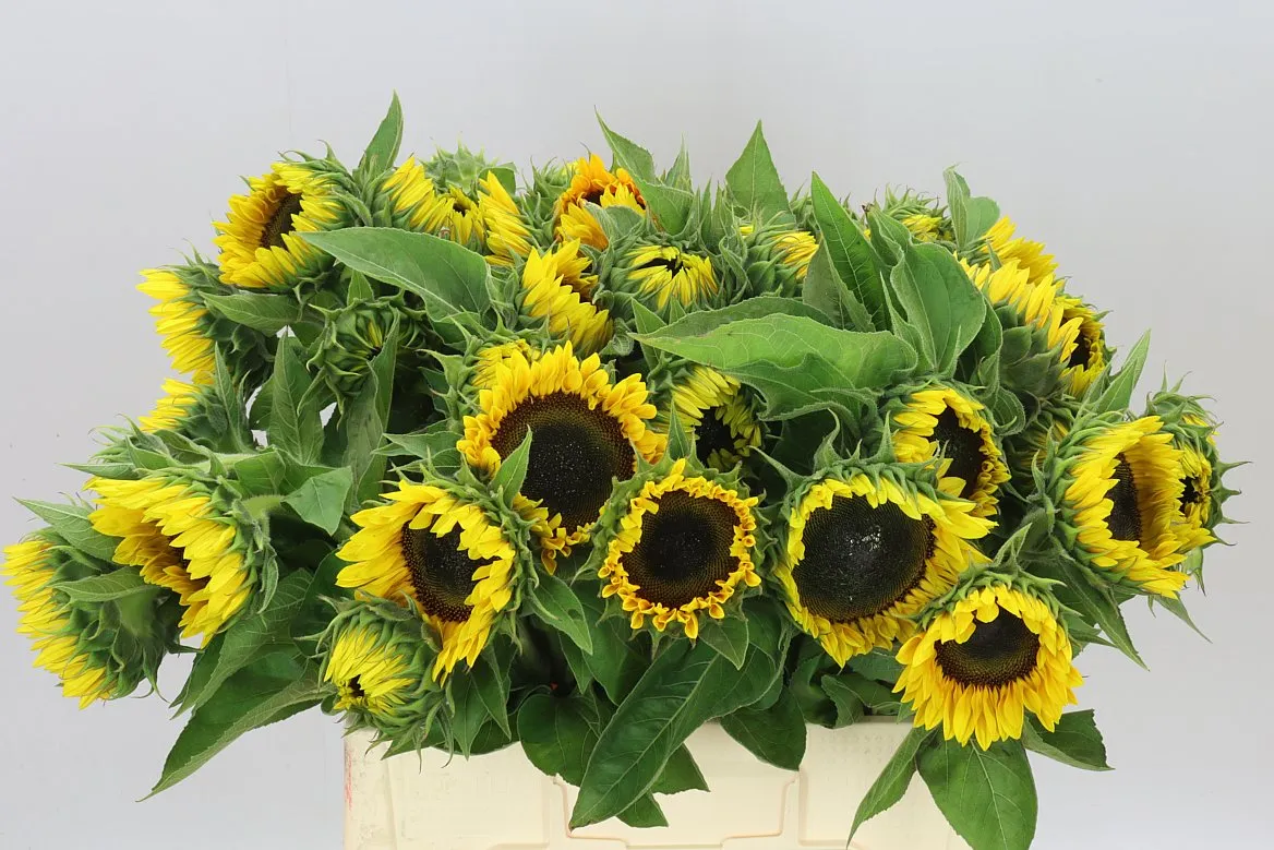 Helianthus A Sun Orange • 60 cm