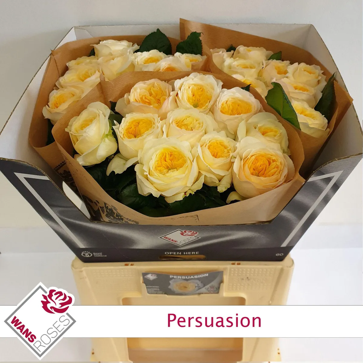 R Gr Persuasion • 60 cm